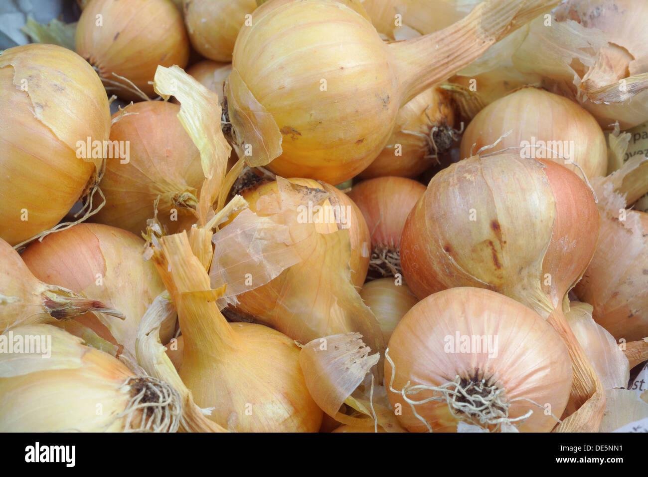 Nunhems India Pvt. Ltd. (BASF) is a globally trusted name in vegetable seed innovation, combining ad...