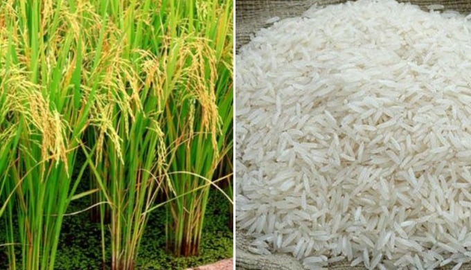 Basmati rice is a long-grain rice known for its fragrant aroma, fluffy texture, and nutty flavor. Or...