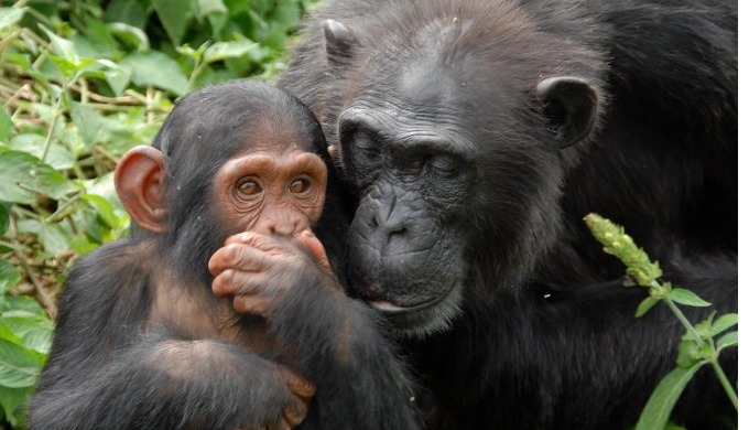 1 Day Ngamba Island Chimpanzee Sanctuary tour is the best chimpanzee tour in Uganda to Ngamba Island...