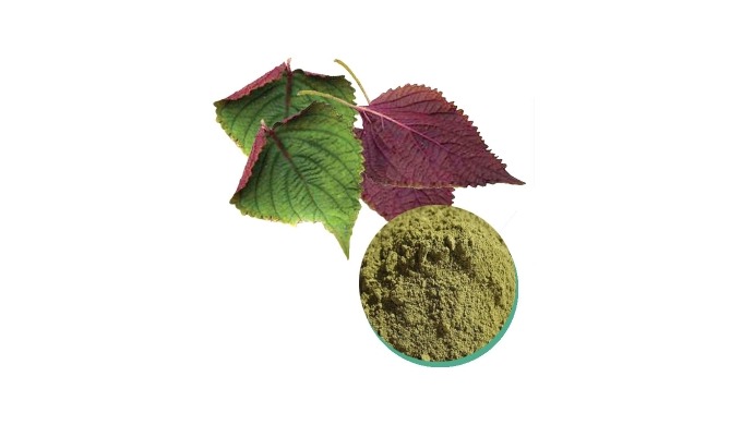 Type: Herbal Extract Form: Oil Part: Leaf Packaging: Plastic Container, Vacuum Packed, Alumium/paper...