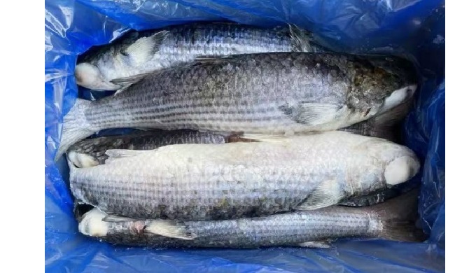 Name: Frozen grey mullet Latin Name: Mugil cephalus Available Size: 1-2kgs Processing Frozen IQF Wig...