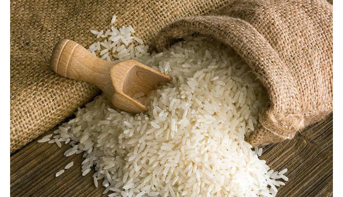 Rice is the most widely consumed staple food for a large part of the world’s human population. It is...