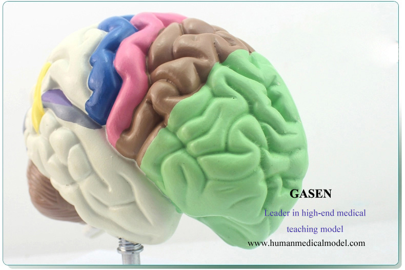 1.To depict accurately show each functional area of the brain, and a unique color detail identifies ...