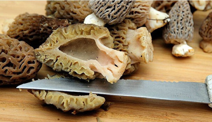Doğa mantarları - Kuzugöbeği mantarı taze ve kuru olarak işleyip ingiltere Almanya Fransa ve İsviçre...