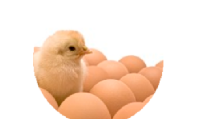 Volailles pour production d'oeufs