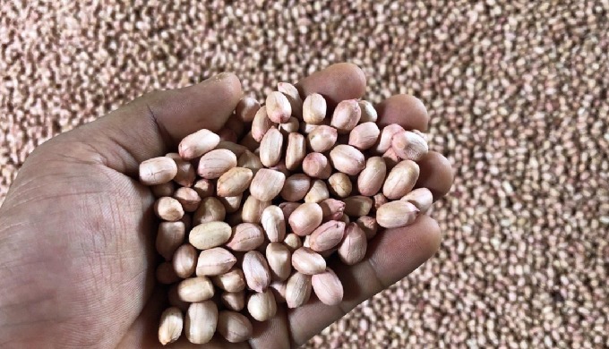 Type: Peanut, Red Skin Cultivation Type: COMMON Processing Type: Raw Style: Dried Packaging: 20-30kg...