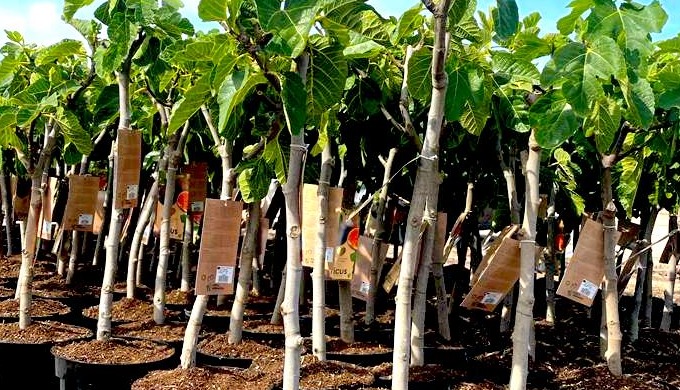 Ficus Carica propia produccion.