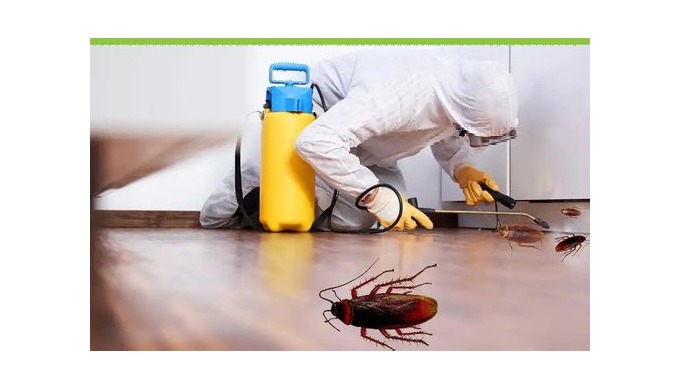 Cockroaches are high-risk pests to have in your home and business premises. From contaminating food ...