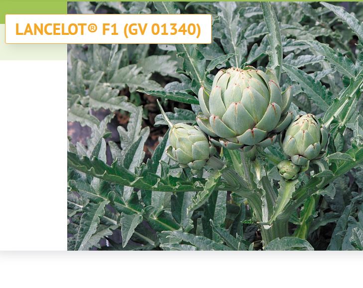 Graines Voltz, fournisseurs de semences et jeunes plants de fleurs et de légumes pour professionnels...