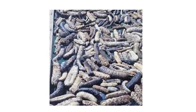Le concombre de mer,également connu sous le nom d'Holothurie, Réputé pour ses potentiels bienfaits p...