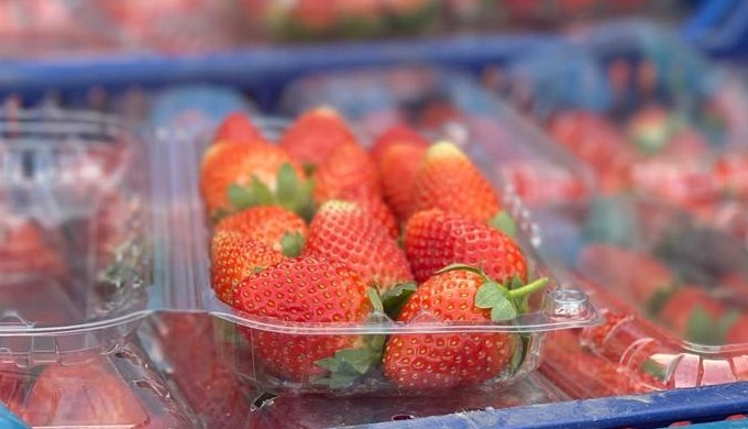 🍓🌟 Indulge in freshness with Amaltheia! Our luscious strawberries 🍓 are ripe for the picking. Unp...