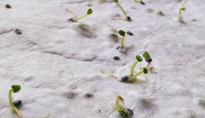 Recycled plantable Germination Seed Paper (a paper that grows into plants)