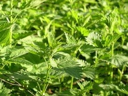 Ortie (Urtica Dioica) entière ou en poudre, pour alimentation humaine, alimentation animale ou pour ...