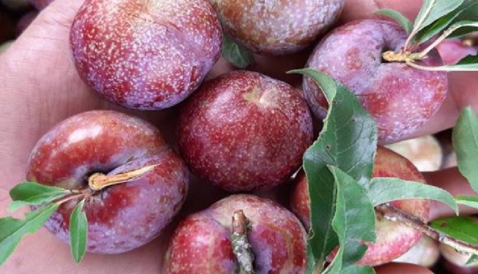 Place of Origin: Vietnam Brand Name: Viet Delta Product name: Fresh Plum Color: red Origin: Vietnam ...