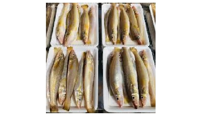 Type: Fish Style: FROZEN Part: Whole Packaging: Carton Shelf Life: 24 months Weight (kg): 1 Freezing...