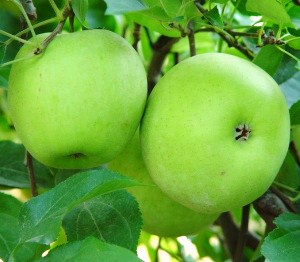 Juglam-25 es un abono foliar con un 25% p/p en peso de aminoácidos libres de origen vegetal. Siendo ...