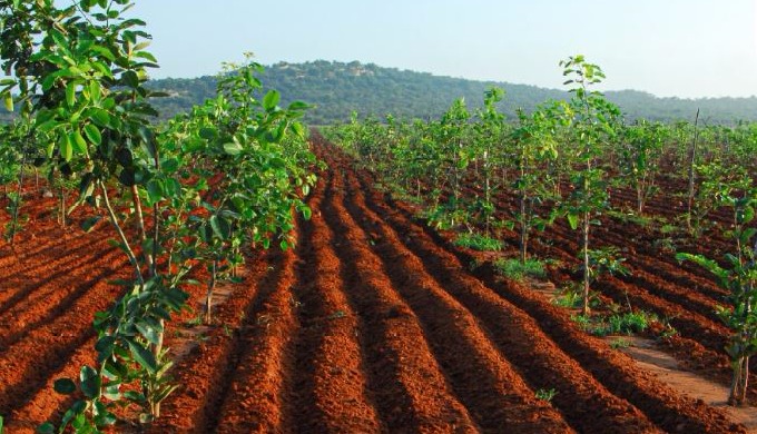 Welcome to Nature Valley, it’s a 250 Acres of Farm Land Venture of Bharat Nirman Limited, the ventur...