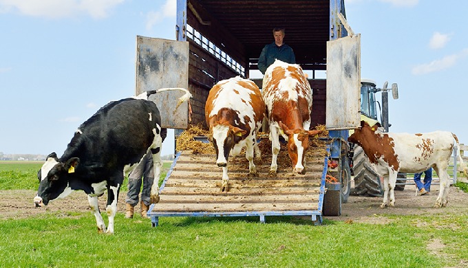 Transport of live animals