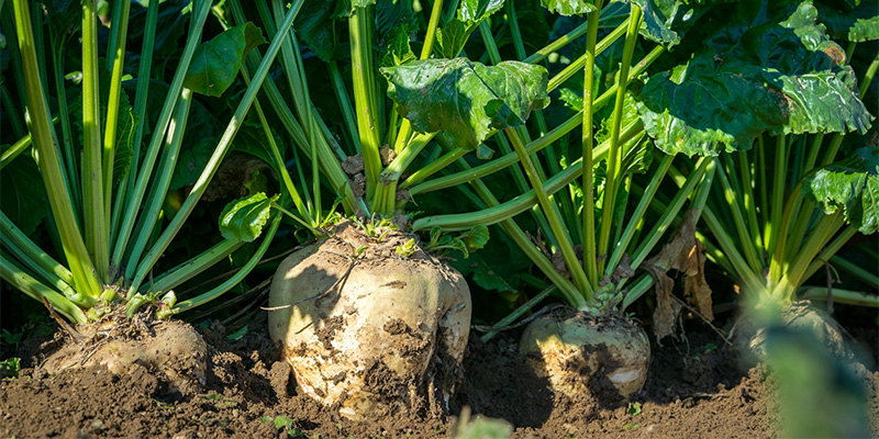 Chicory root is cultivated in a eco-friendly agricultural atmospheric conditions under the supervisi...