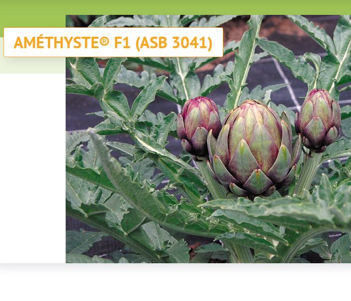 Graines Voltz, fournisseurs de semences et jeunes plants de fleurs et de légumes pour professionnels...