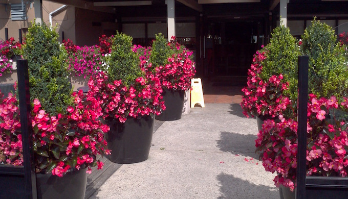 Greenveldt Ltd provides a range of products for the seasonal display client this may be a window box...