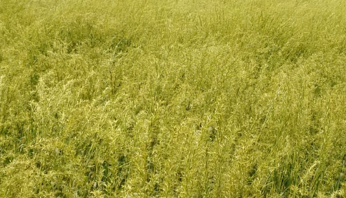 Palmarosa oil extracted by hydro distillation of well grown matured palmarosa grass, we have strict ...