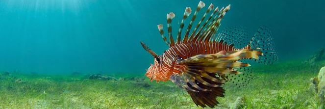 Surveillance, cartographie et gestion SEANEO