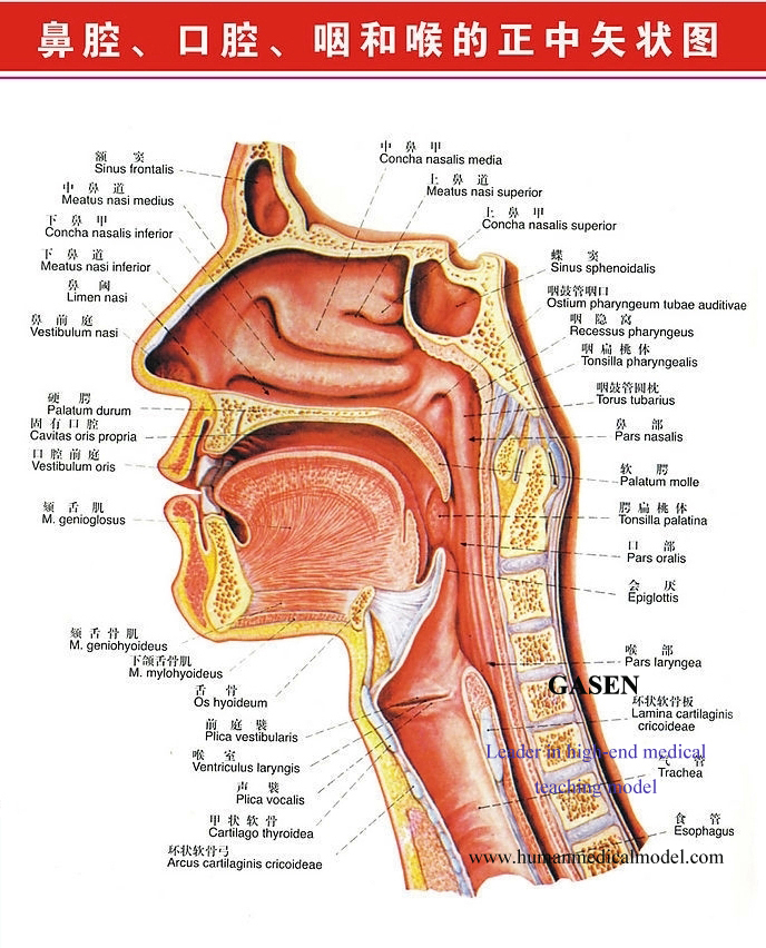 1. Showing the nasal cavity, oral cavity, pharynx, larynx and various parts of the lesion in details...