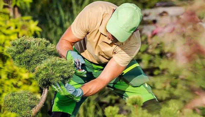 Coventry Tree Services has long been a trusted name in tree care, specializing in a wide range of ar...