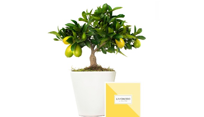 arbol frutal limonero lakeland en maceta
