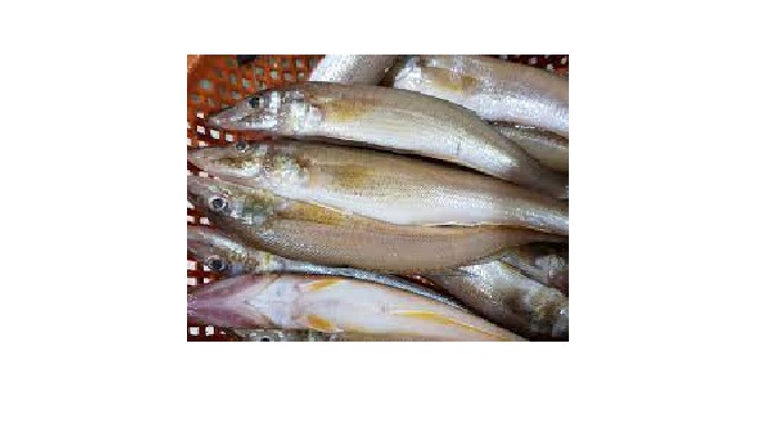 -Type: Fish -Style: FROZEN -Part: Whole -Packaging: Carton -Shelf Life: 24 months -Weight (kg): 1 -F...