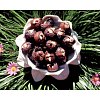 INCI name: Sapindus Trifoiatus Fruit ExtractCharacteristic The soapberry has been used for centuries...