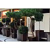 Les paysagistes de Jardins de Gally ont sélectionnés pour différents usages un large choix de plante...