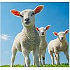 Services en g&eacute;nomique pour l'agroalimentaire