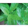 Skin Plant Essence INCL name: Gynura Procumbens, Averrhoa Bilimbi, Jasminum Sambac and Carica Papaya...