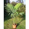 Palmiers tempérés;Disponible-en pot de 4 litres, réf. PAA4 : 24 € TTC -en pot déco de 12 litres, sti...