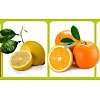 Clémentines, oranges et citrons