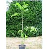 Description Petit palmier (2 à 3 mètres) formant une touffe de plusieurs tiges, à feuillage vert, vo...