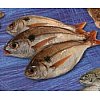Une gamme de poissons frais, issus de la pêche côtière, achetés quotidiennemnt sous les criées breto...