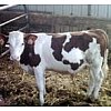 Les atouts de nos lactocomposésExcellente digestibilité des acides aminés.Richesse en lysine et en m...