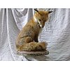 Mensurations La première étape consiste à prendre les mensurations de l'animal sur la carcasse. Maqu...