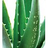 INCI name: Aloe Barbadensis Leaf ExtractCharacteristic Aloe vera (syn A, barbadensis Mill, A.vulgari...