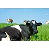 FIT vous propose également des produits laitiers biologiques d’une qualité irréprochable, fabriqués ...