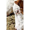 ADM produit deux formes de lysine pour utilisation dans l'industrie alimentaire animale :- la L-Lysi...