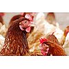 Les graisses d’origine animale sont autorisées par la réglementation dans l’alimentation des volaill...