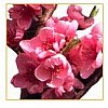 Encore un fruit de la famille des Rosacées, qui appartient au genre botanique Prunus persica et est ...