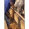 The protection of livestock from insect pests such as ticks, lice, mites, fleas, and nuisance flies ...
