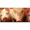 Les animaux d’élevage (animaux de rente ou d’aquaculture) ont des besoins spécifiques en termes d’ap...