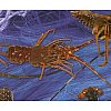 Nous vous proposons une gamme des plus complète de crustacés vivant et frais :tourteaux, araignées, ...