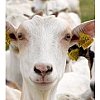 L-Thréonine 98,5% de degré alimentaireADM L-Thréonine 98,5% de degré alimentaire est une forme granu...